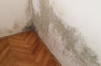 Schimmelwand